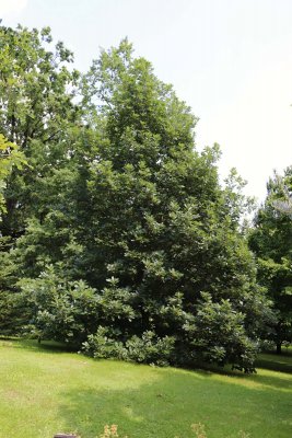 Quercus macranthera - dub velkokvětý - celek